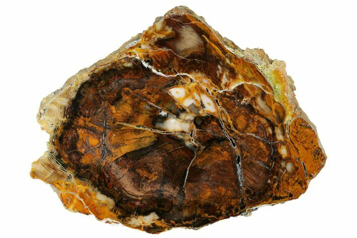 Polished Petrified Wood Round - Saddle Mountain, WA #184947